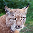 Luchs