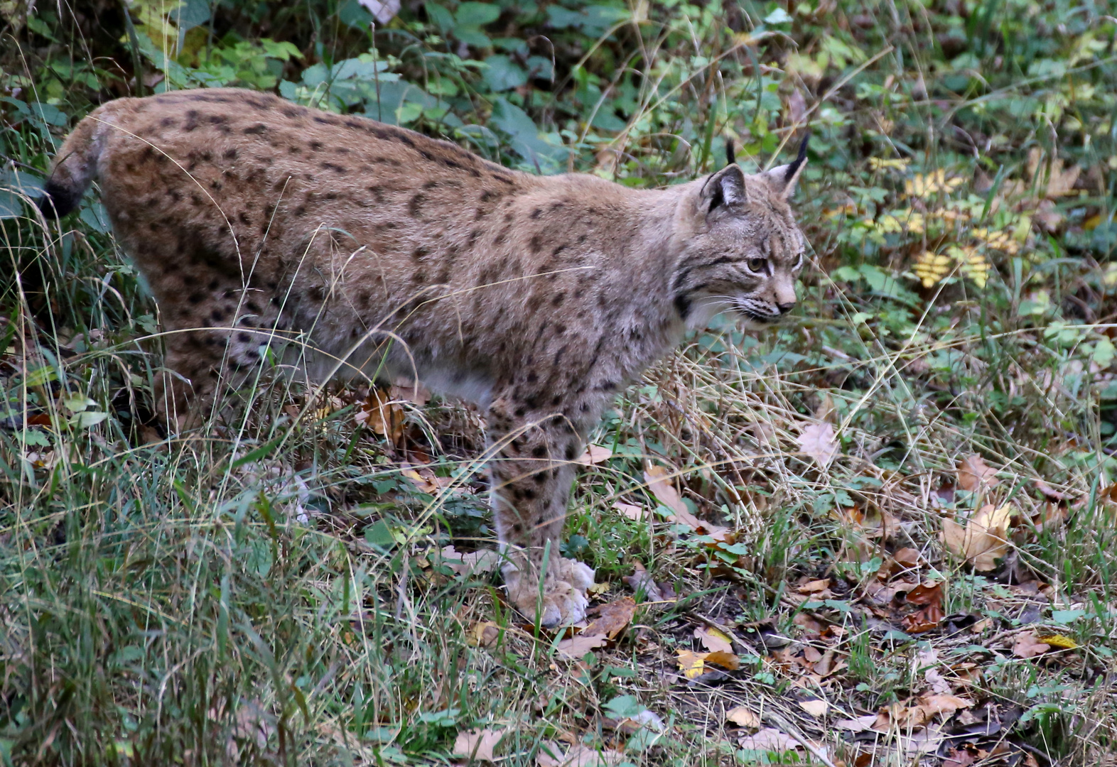 Luchs