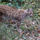 Luchs