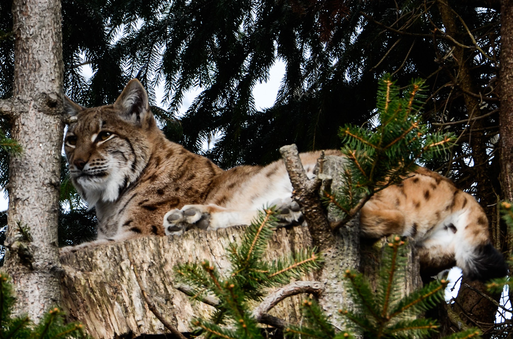 Luchs