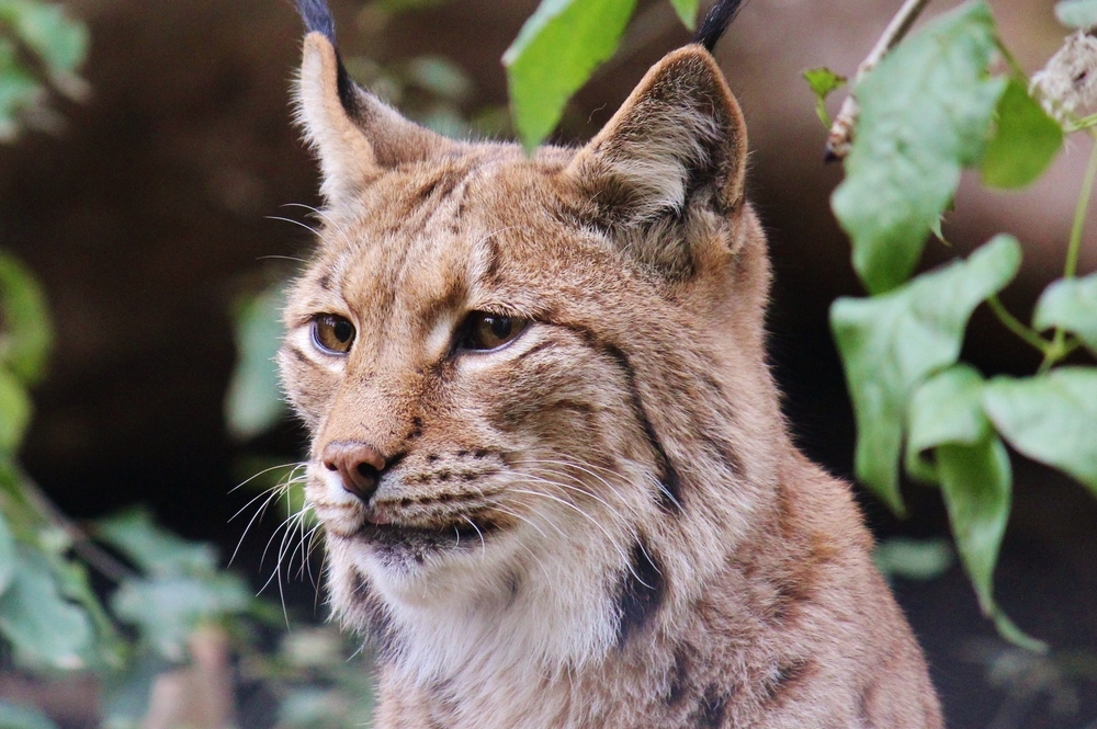 Luchs