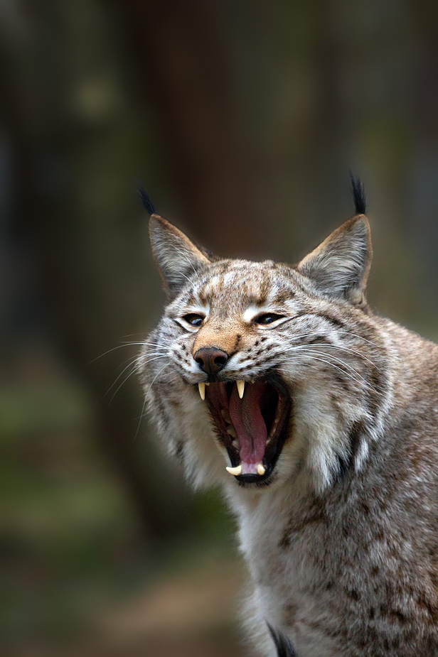 Luchs