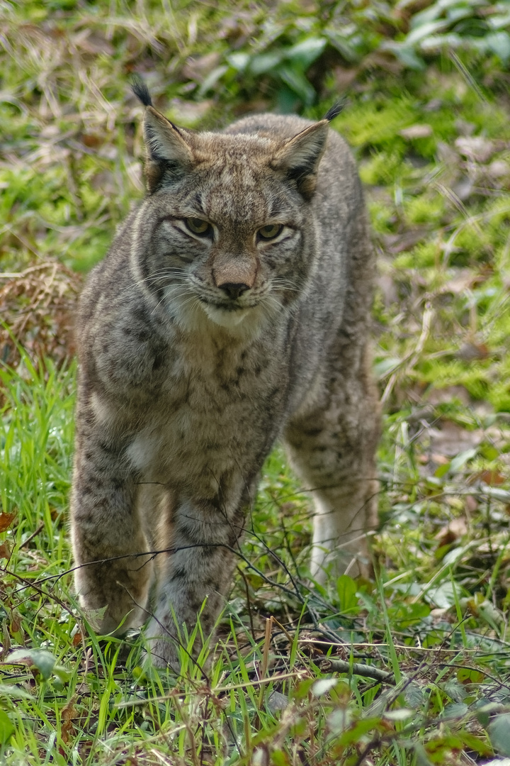 Luchs 