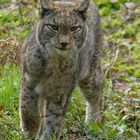 Luchs 