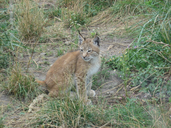 Luchs