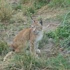 Luchs