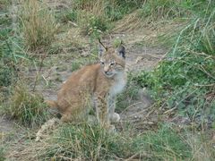 Luchs