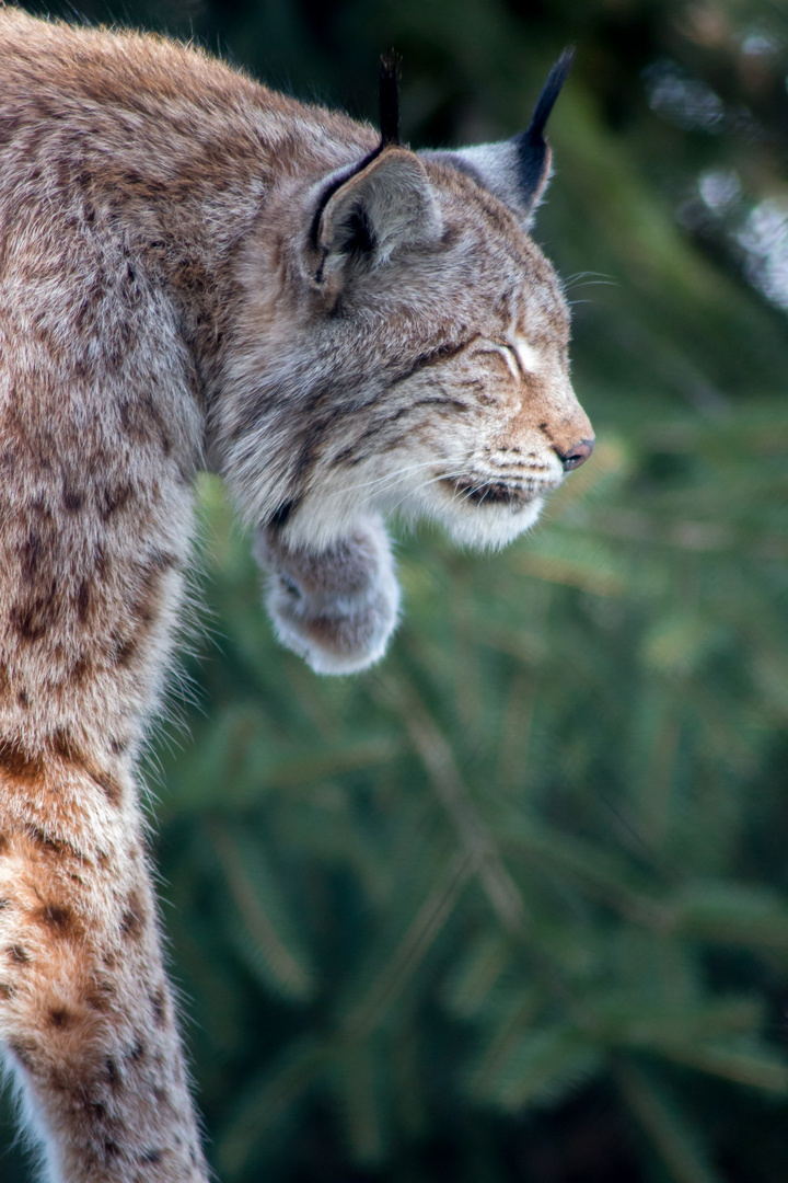 Luchs