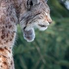 Luchs