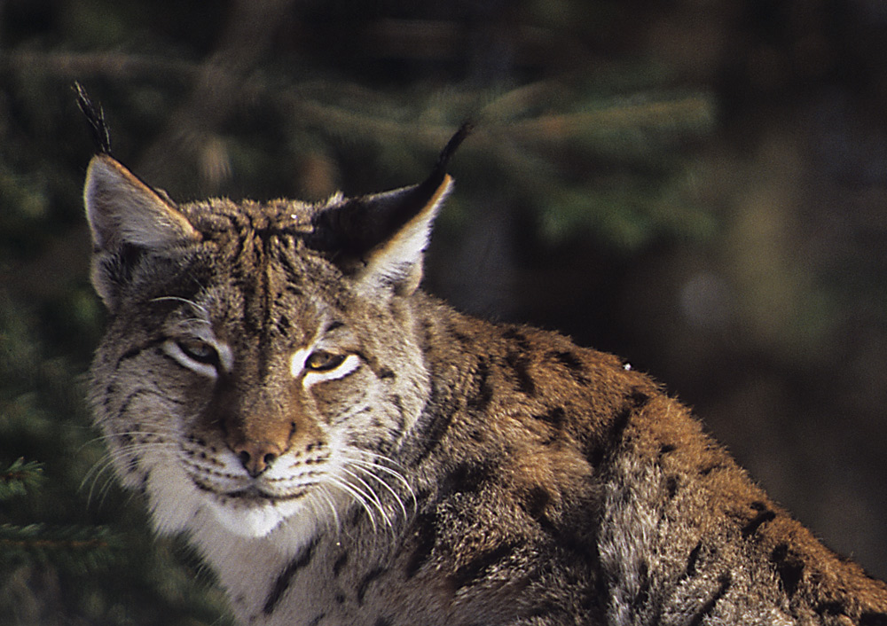 LUCHS