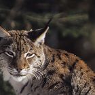 LUCHS