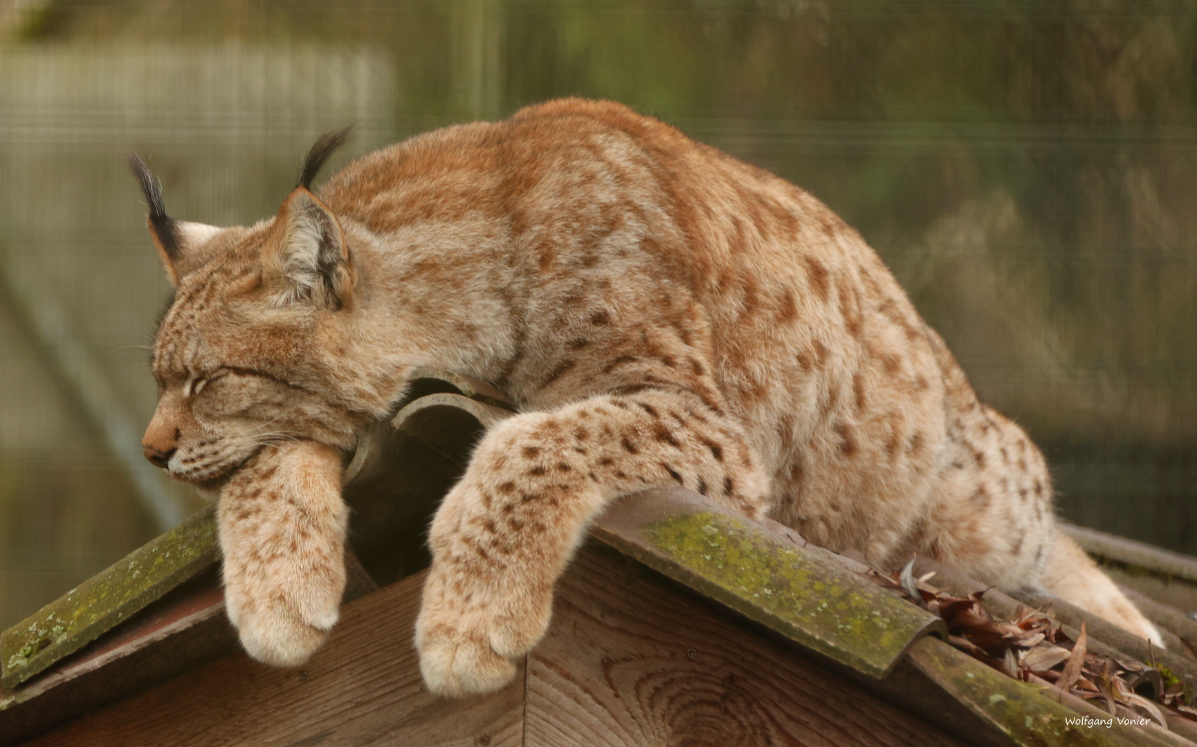 Luchs