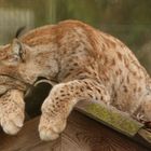 Luchs