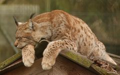 Luchs