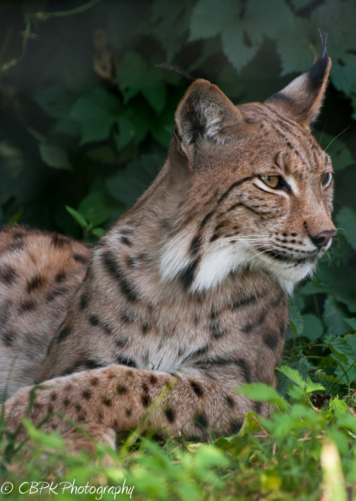 Luchs