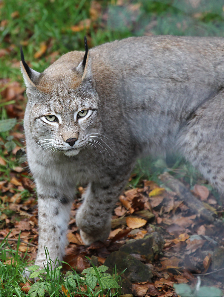 Luchs