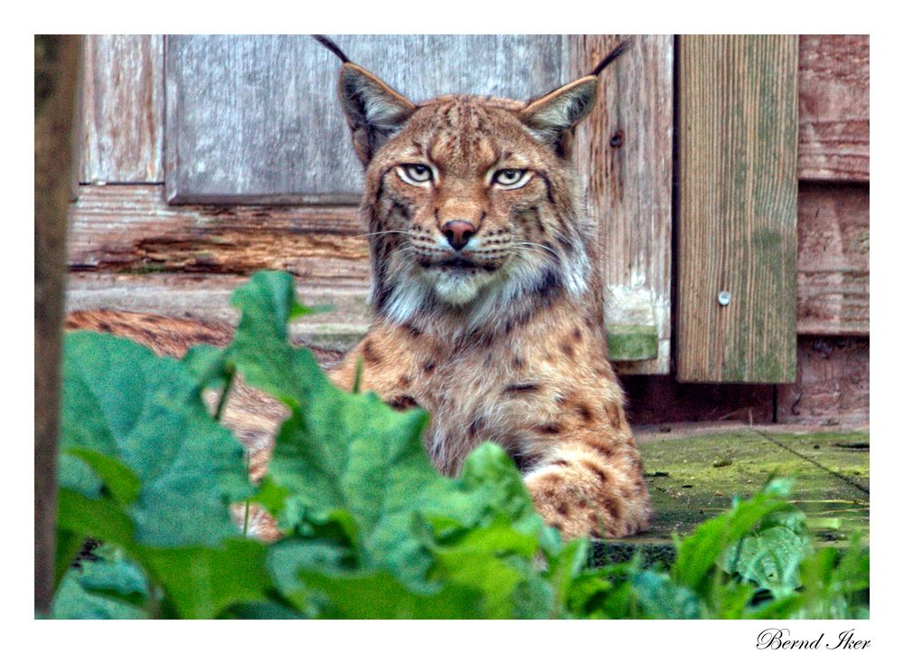 Luchs