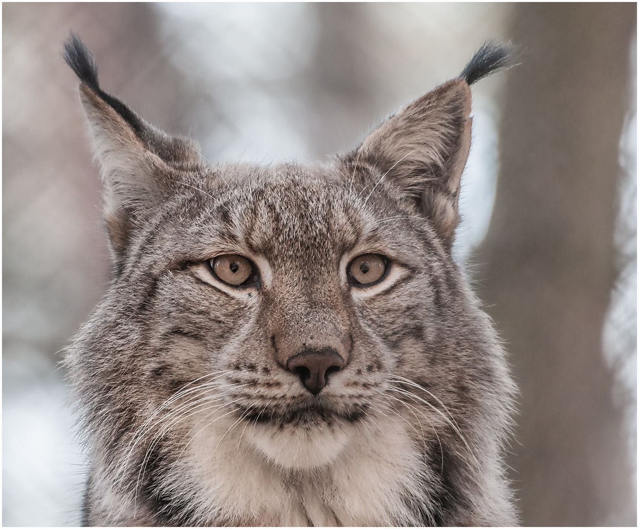 Luchs