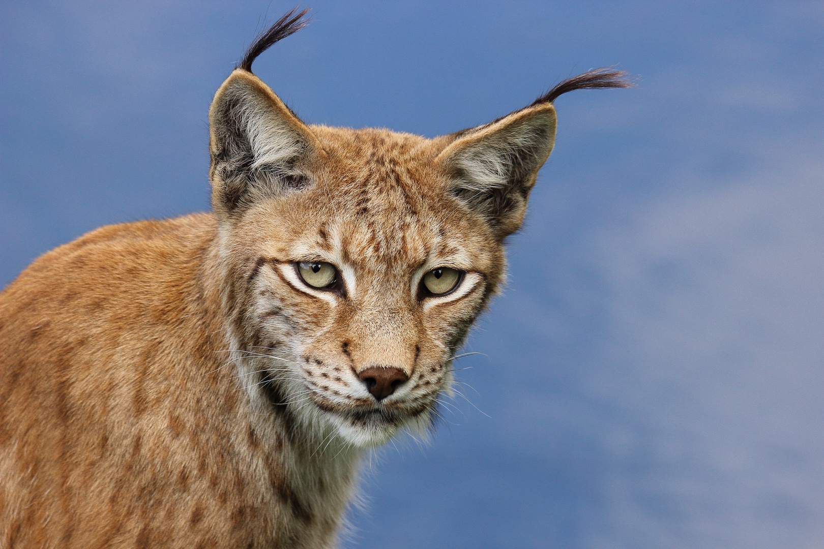 Luchs Foto & Bild | tiere, zoo, wildpark & falknerei, natur Bilder auf