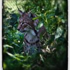 Luchs