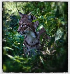 Luchs