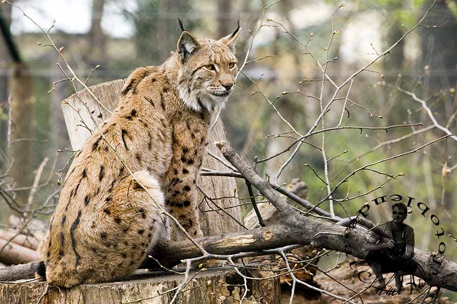 Luchs