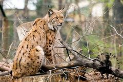 Luchs