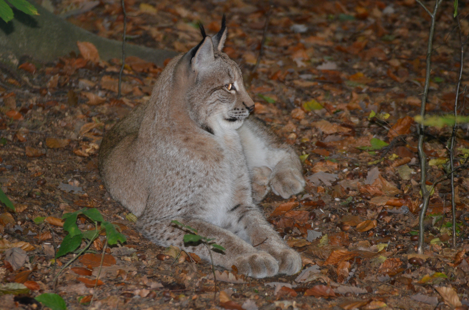 Luchs