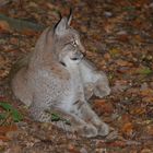 Luchs