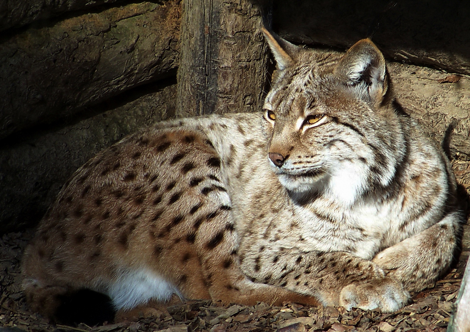 Luchs