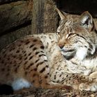 Luchs