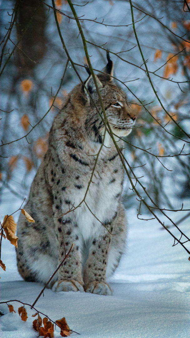 Luchs-09