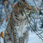 Luchs-09