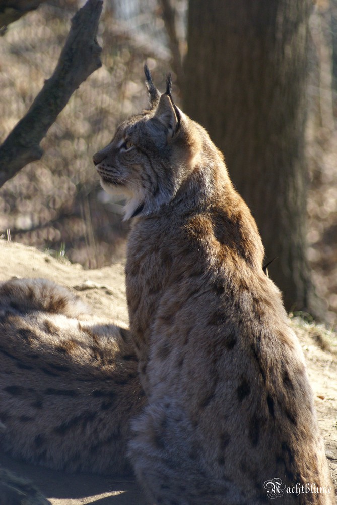 Luchs