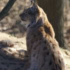 Luchs