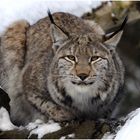 Luchs