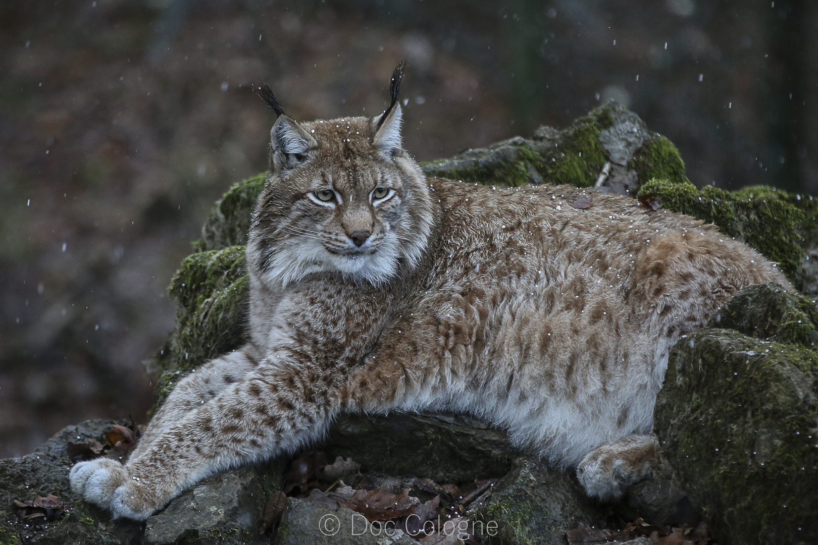 Luchs