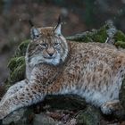 Luchs