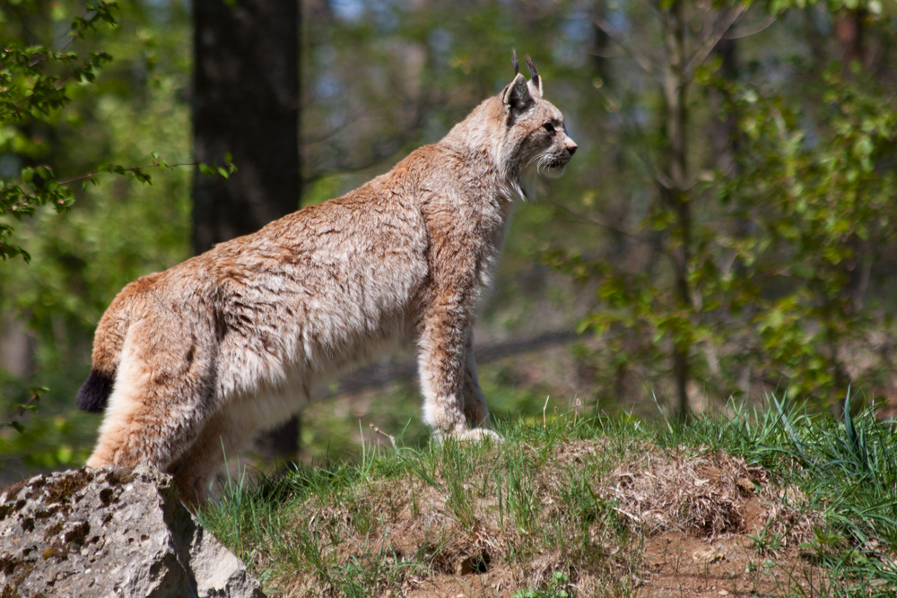 Luchs