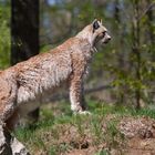 Luchs