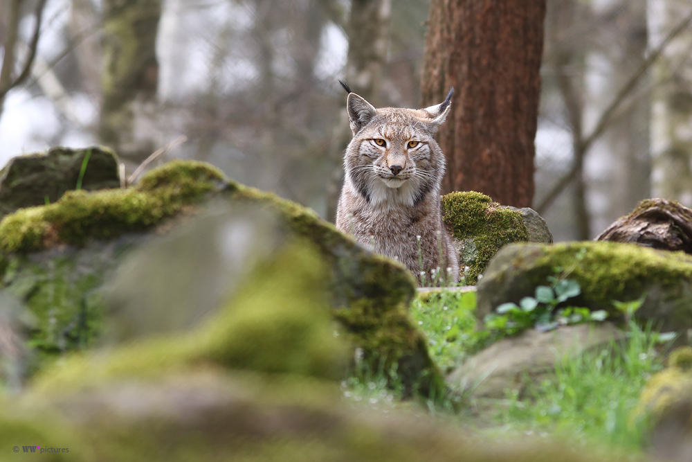 Luchs