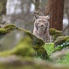 Luchs