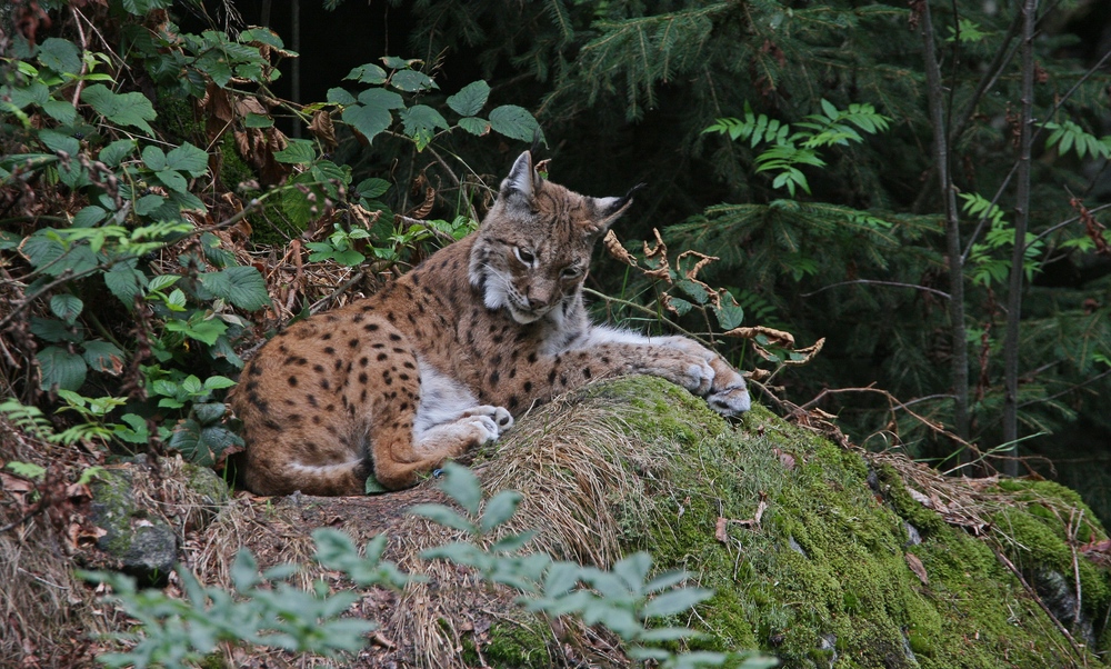 Luchs