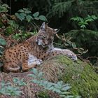 Luchs