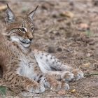 Luchs