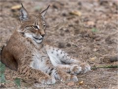 Luchs