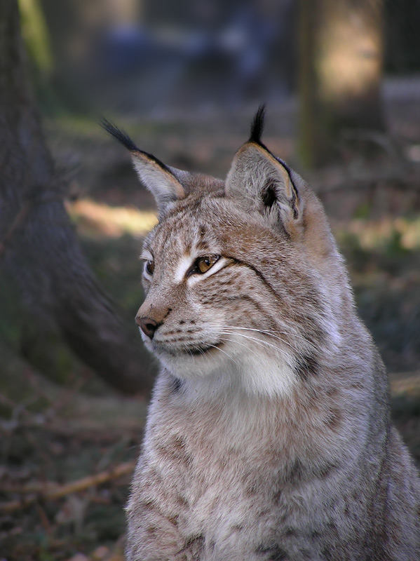 Luchs