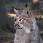 Luchs