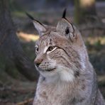 Luchs