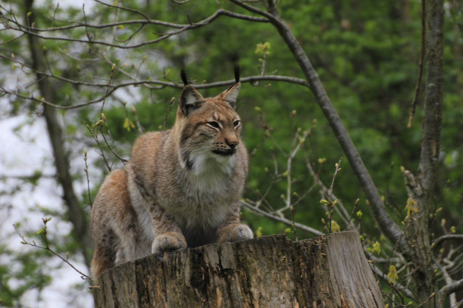 Luchs